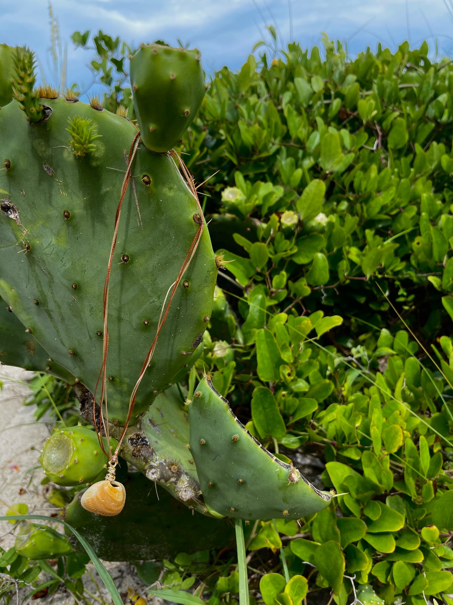 Twisted-Rope Shell Necklace